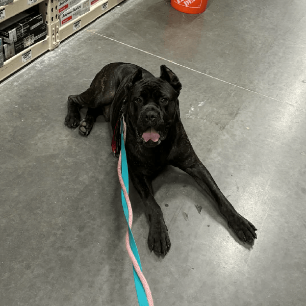 Ody - Cane Corso