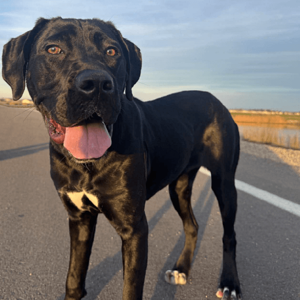 miso-female cane corso
