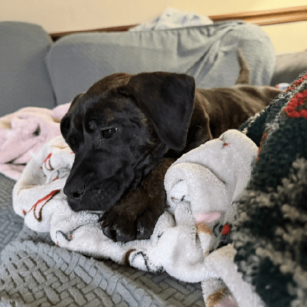 pina colada-female cane corso-puppy