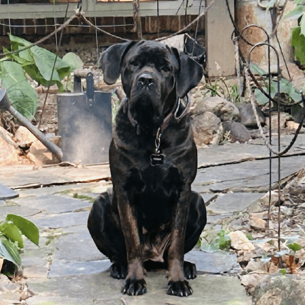 KoRaki-female cane corso