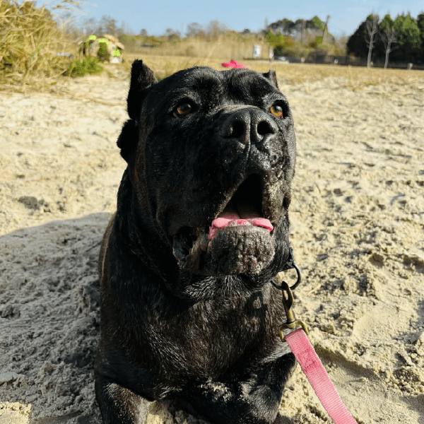 Ody - Cane Corso