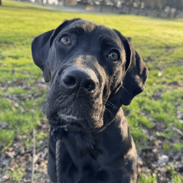 Miso – 10 Month Old, Female