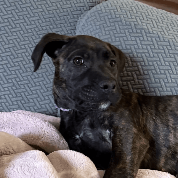 pina colada-female cane corso-puppy