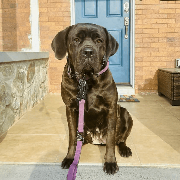 KoRaki-female cane corso