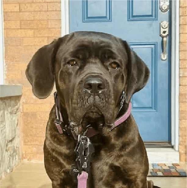 KoRaki – 2 Year Old, Female