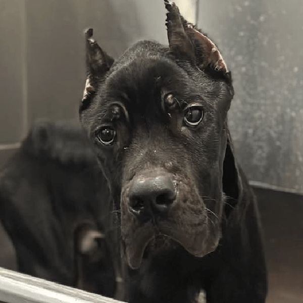 Bleu – 1 Year Old, Male