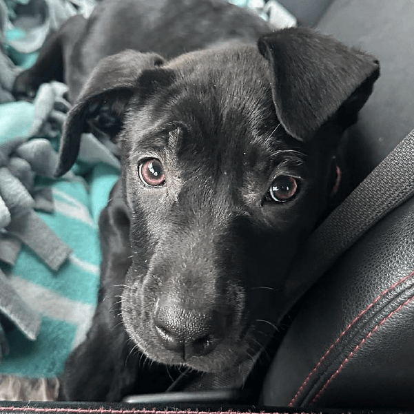 Daiquiri – 3 Month Old, Female