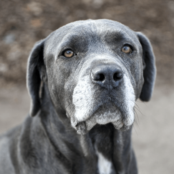 Lenny – 4 Year Old, Male