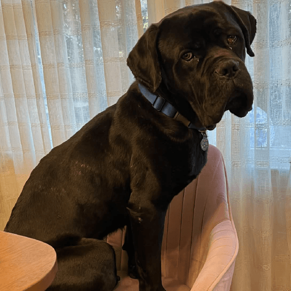 Must Love Corsos Rescue - Cane Corsos - Cane Corso - Rescue - Mastiff - Italian Mastiff - Adopt - Koda