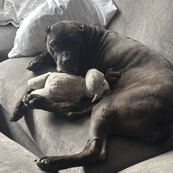 Must Love Corsos Rescue - Cane Corsos - Cane Corso - Rescue - Mastiff - Italian Mastiff - Adopt - Koda