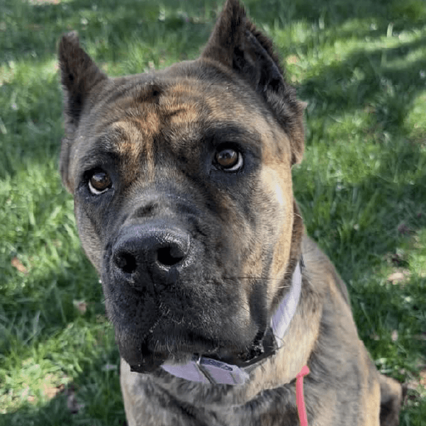 Nola – 2.5 Year Old, Female