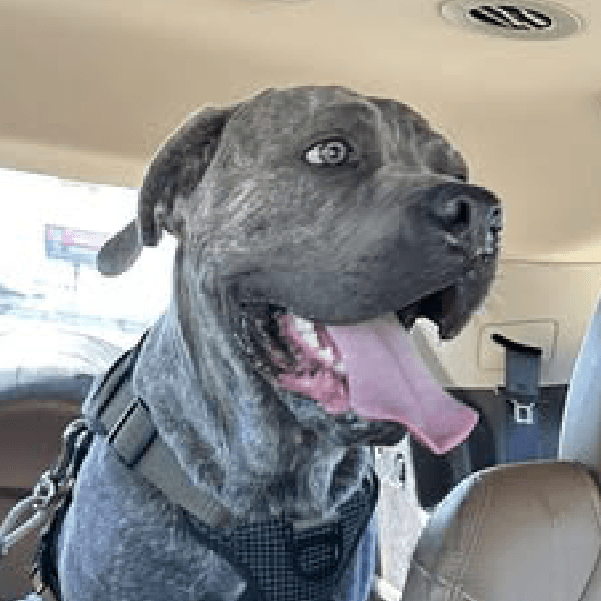 Bodhi – 9 Month Old, Male