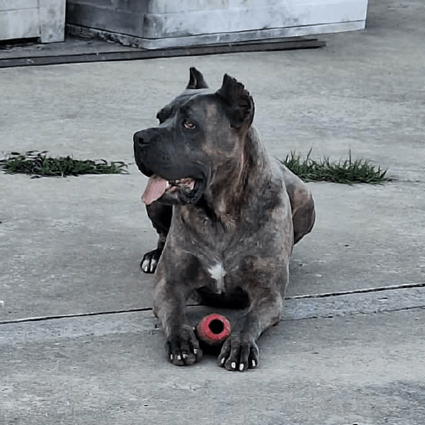 Female Cane Corso, Yessica