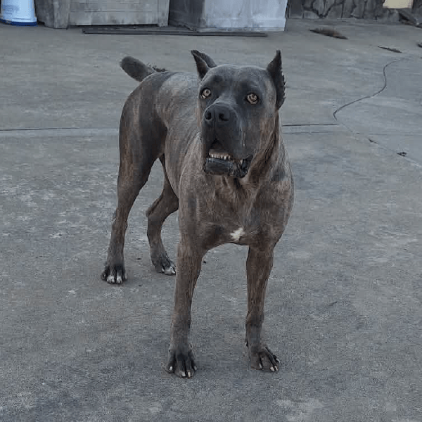 Female Cane Corso, Yessica