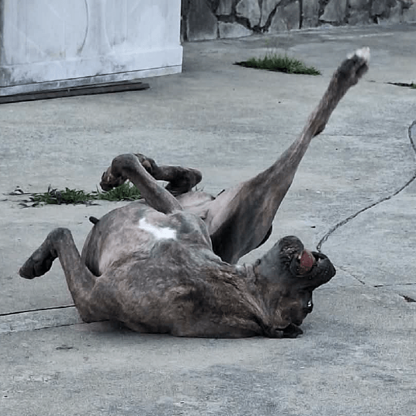 Female Cane Corso, Yessica
