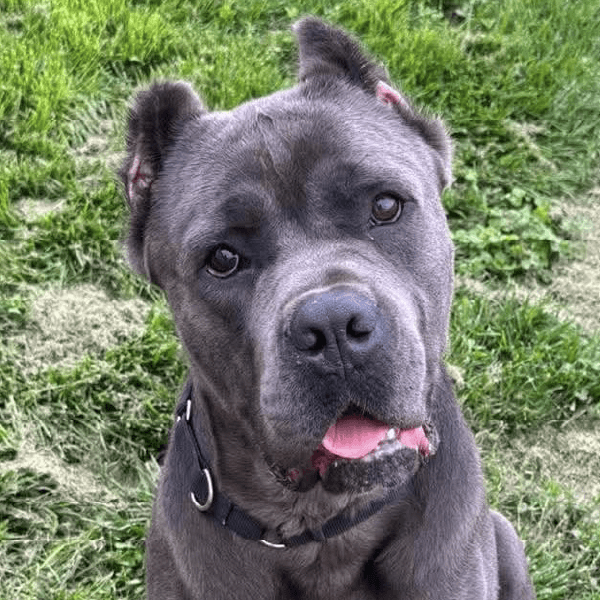 Kahlua – 1.5 Year Old, Male