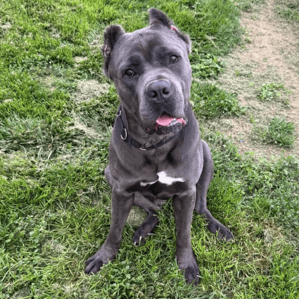 must love corsos rescue - cane corso rescue_2 Kahlua - 1.5 Year Old, Male<br />
Cane Corso