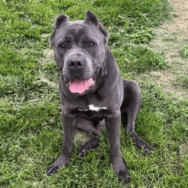 must love corsos rescue - cane corso rescue_3 Must Love Corsos Rescue - Cane Corsos - Cane Corso - Rescue - Mastiff - Italian Mastiff - Adopt - Koda