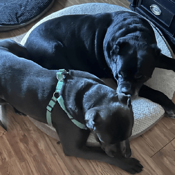 must love corsos rescue - cane corso rescue_4 Kahlua - 1.5 Year Old, Male Cane Corso