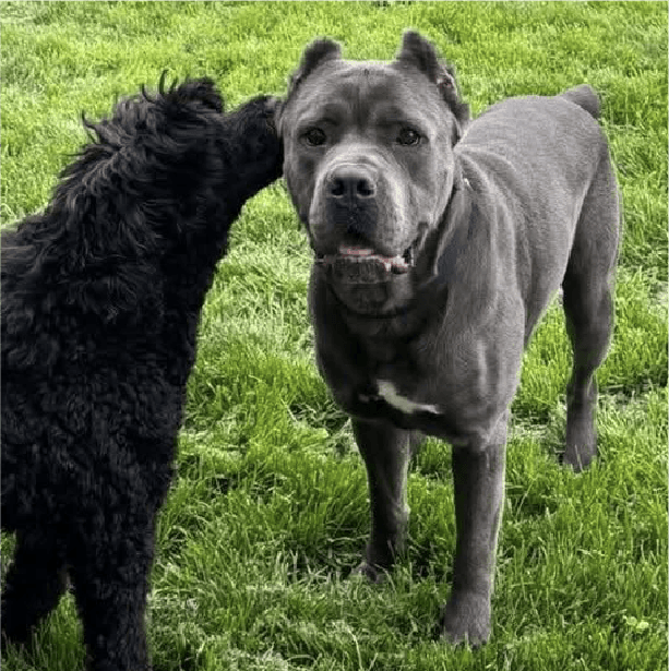 must love corsos rescue - cane corso rescue_5 Kahlua - 1.5 Year Old, Male Cane Corso