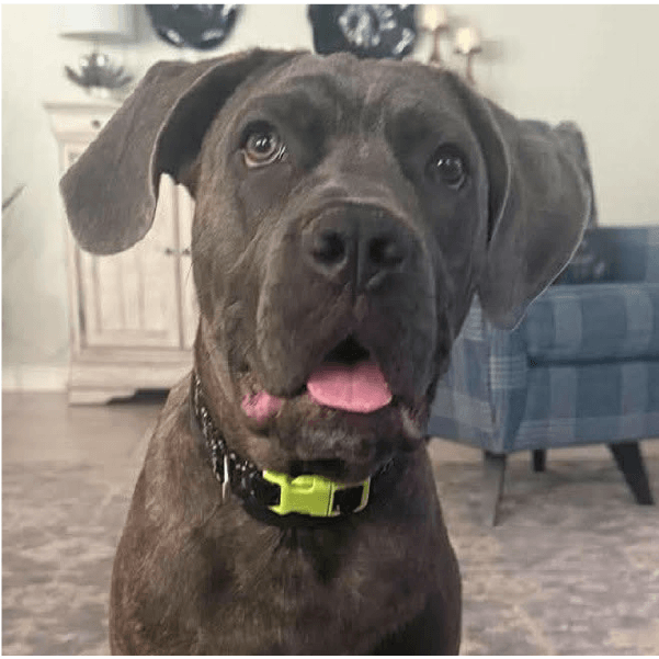 Carina – 7 Month Old, Female