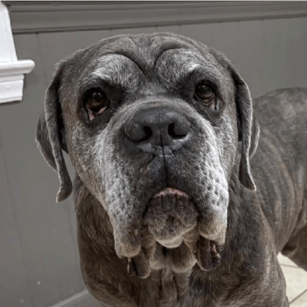 Cody – 8 Year Old, Male