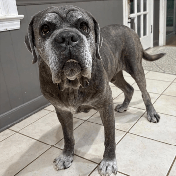 must love corsos rescue - cane corso rescue_8 Cody - 8 Year Old, Male Cane Corso