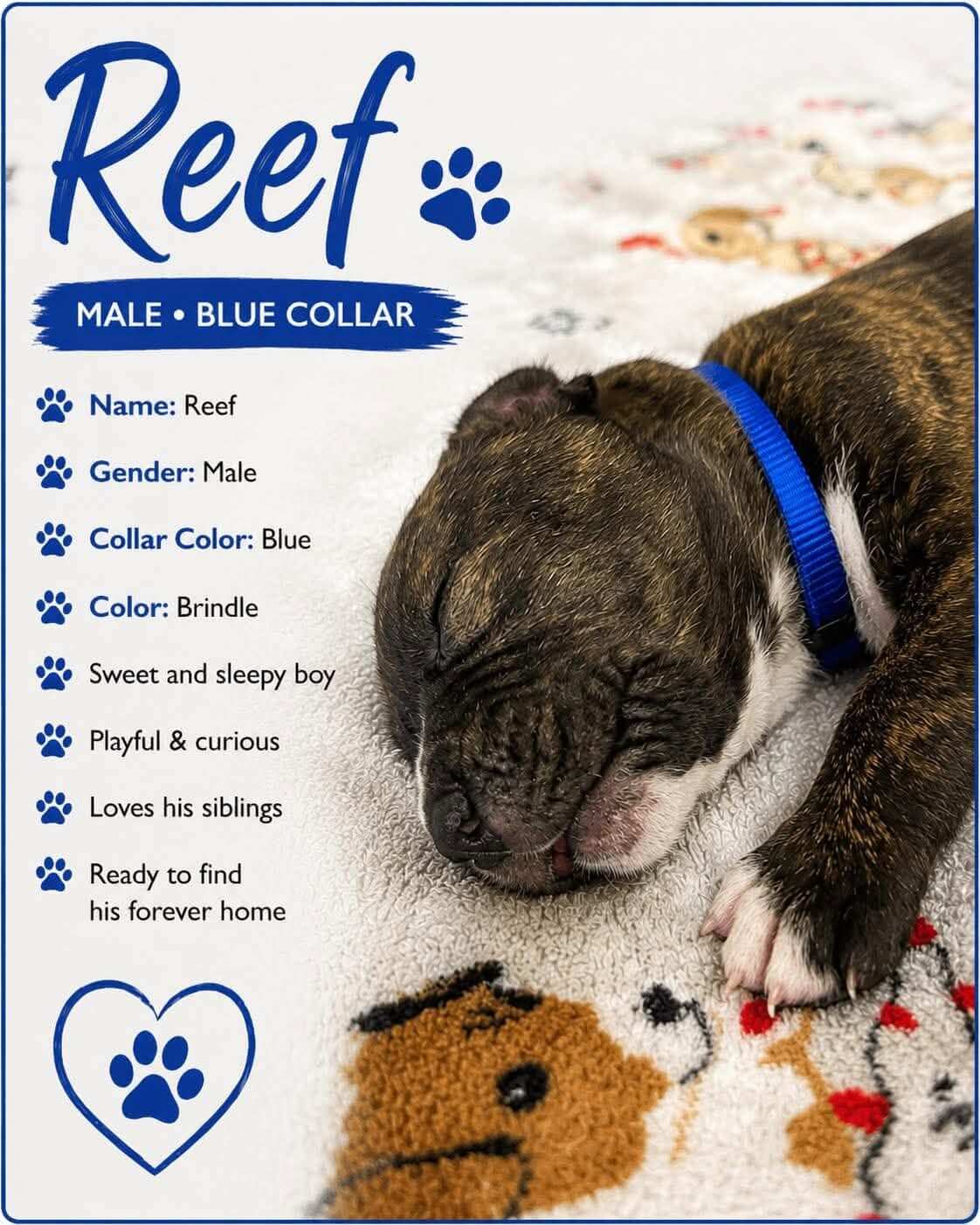 Must Love Corsos Rescue - Cane Corsos - Cane Corso - Rescue - Mastiff - Italian Mastiff - Adopt - Koda