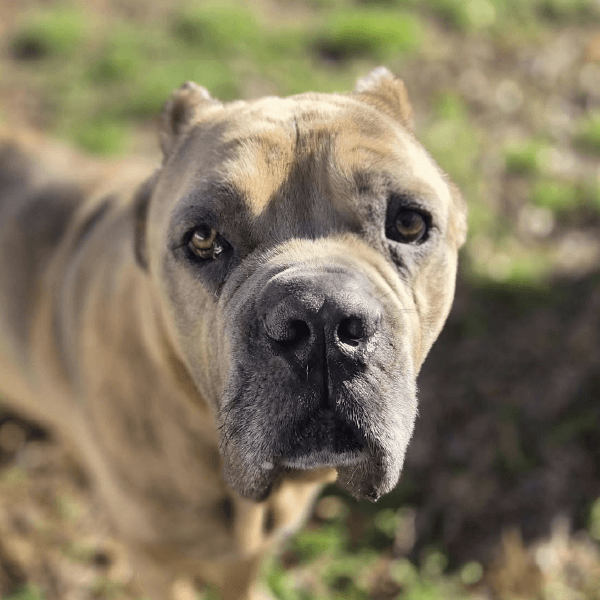 Buster – 5.5 Year Old, Male