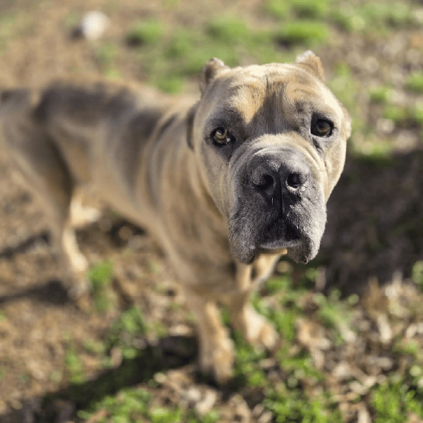 must love corsos rescue - cane corso rescue_2 Buster - Male Cane Corso