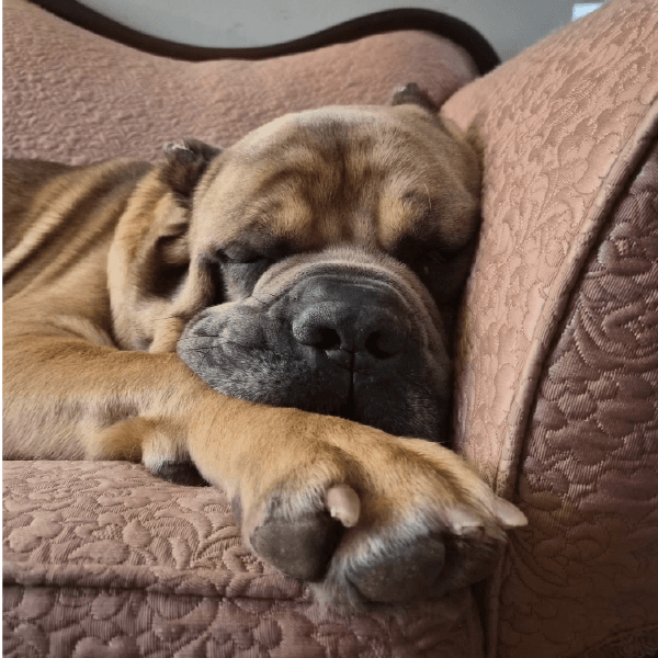 must love corsos rescue - cane corso rescue_3 Buster - Male Cane Corso