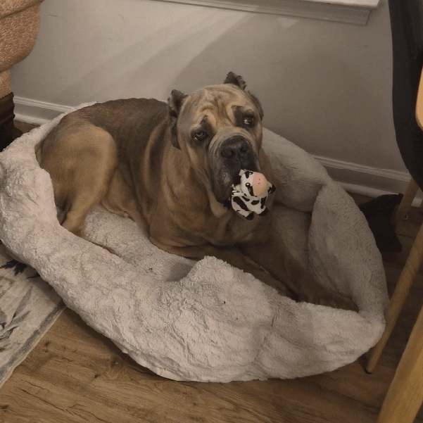 must love corsos rescue - cane corso rescue_4 Buster - Male Cane Corso
