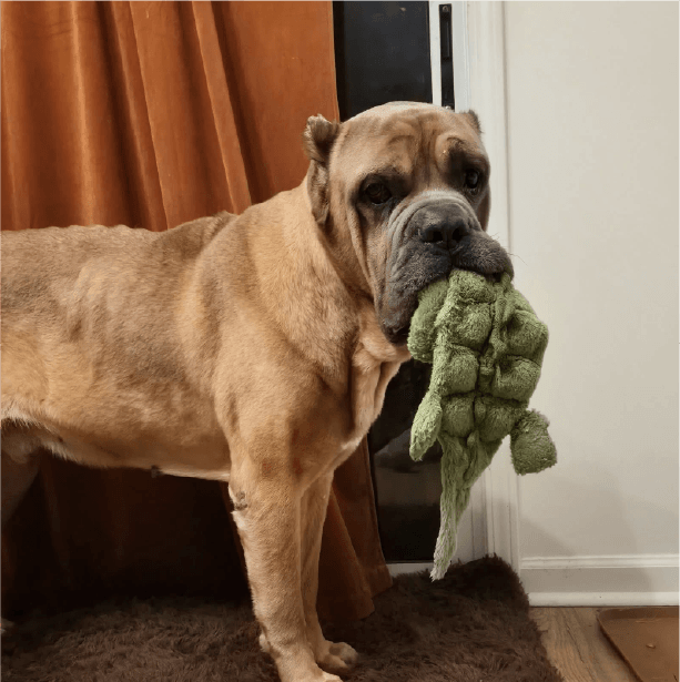 must love corsos rescue - cane corso rescue_5 Buster - Male Cane Corso