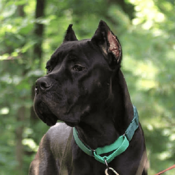 Bleu – 1 Year Old, Male