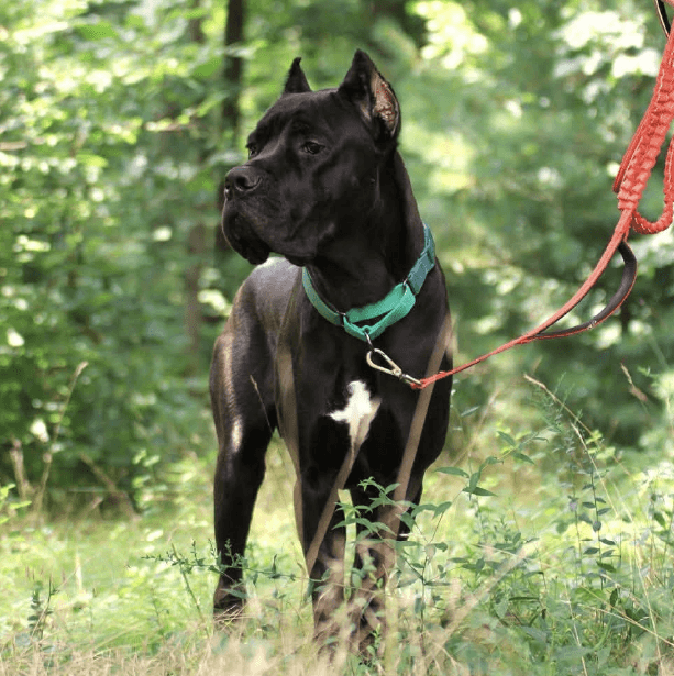 Blue - Male Cane Corso