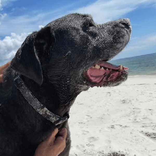 Must Love Corsos Rescue - Cane Corsos - Cane Corso - Rescue - Mastiff - Italian Mastiff - Adopt - Koda