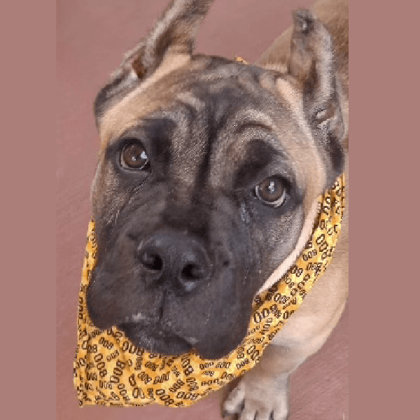 Cali – 5 Month Old, Female