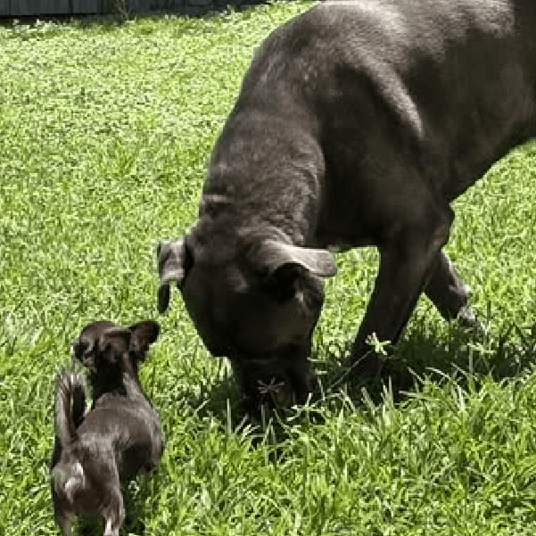 Must Love Corsos Rescue - Cane Corsos - Cane Corso - Rescue - Mastiff - Italian Mastiff - Adopt - Koda