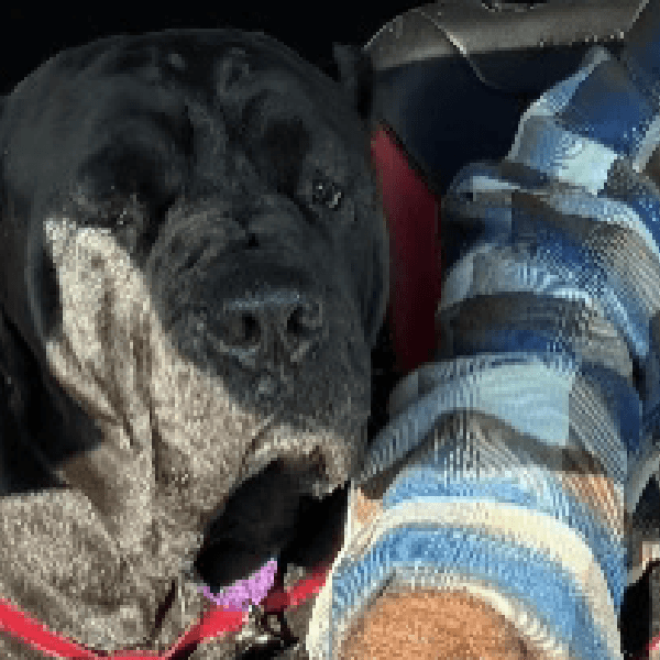 Cashmere – 6 Year Old, Female