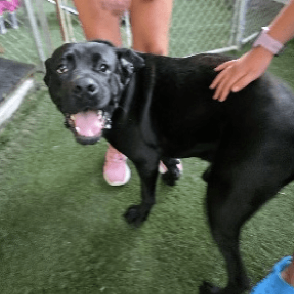 Otis – 1.2 Year Old, Male