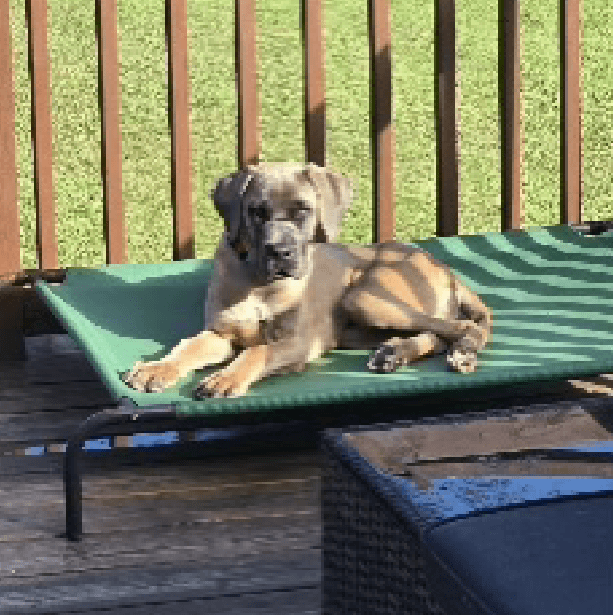 Sanger – 6 Month Old, Male