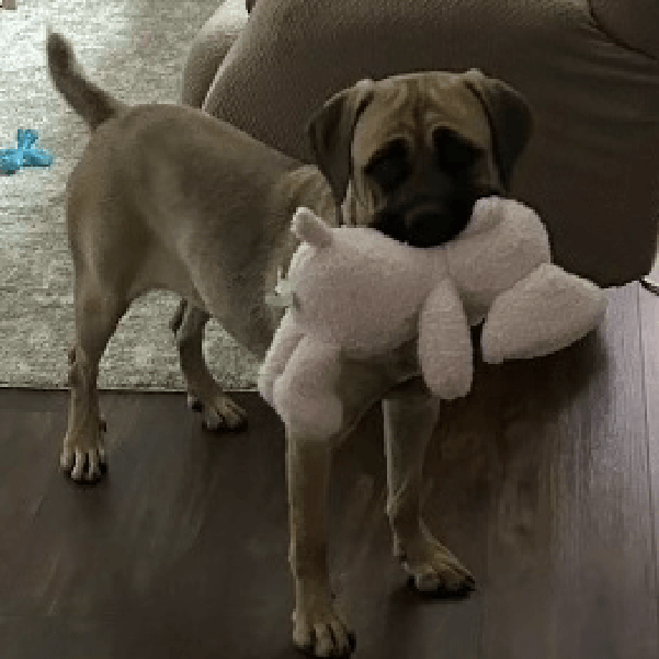 Stella – 9 Month Old, Female