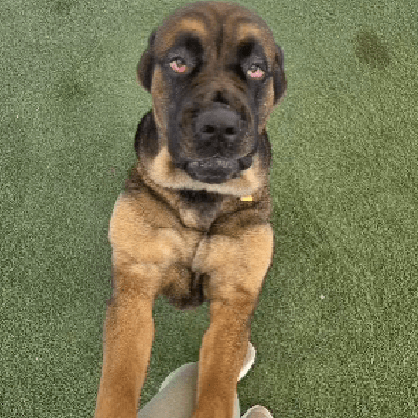 Willow – 3.2 Year Old, Female