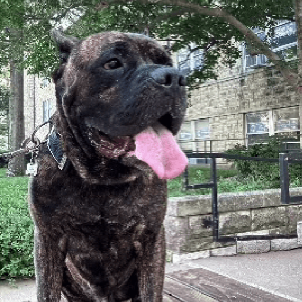 Arlo – 2 Year Old, Male