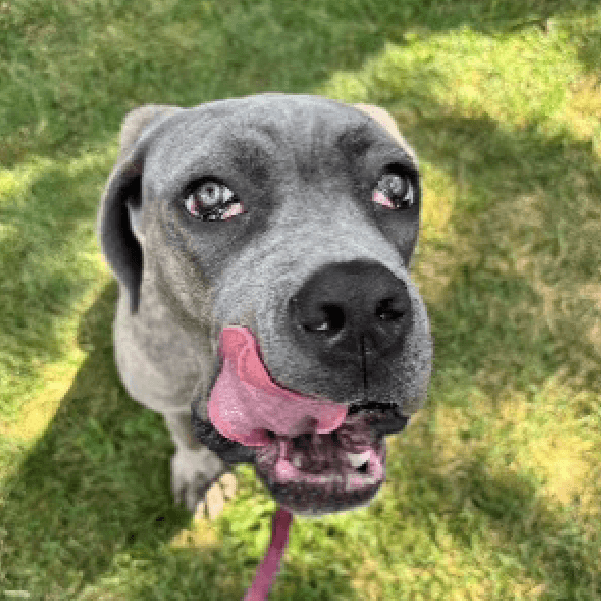 Cerberus – 1 Year Old, Male