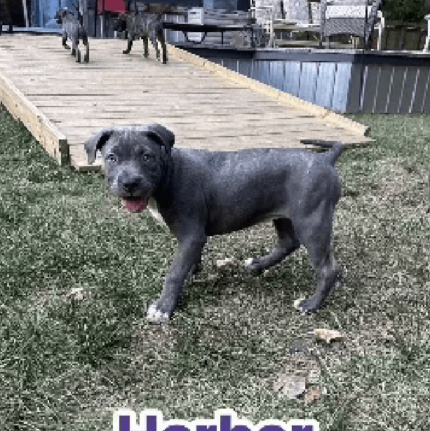 Harbor – 3 Month Old, Female