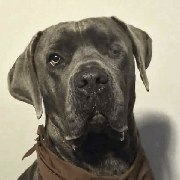 Corbin – 2.9 Year Old, Male