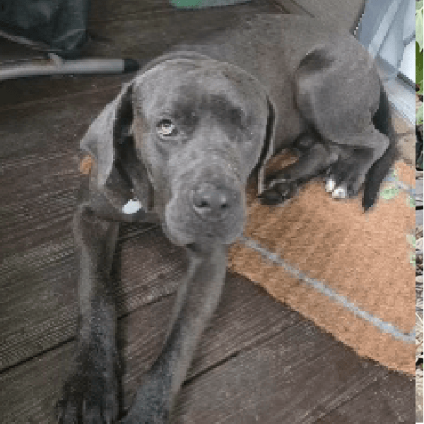 Must Love Corsos Rescue - Cane Corsos - Cane Corso - Rescue - Mastiff - Italian Mastiff - Adopt - Koda