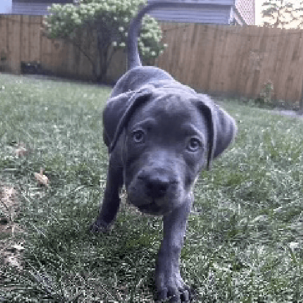 Laguna – 3 Month Old, Female