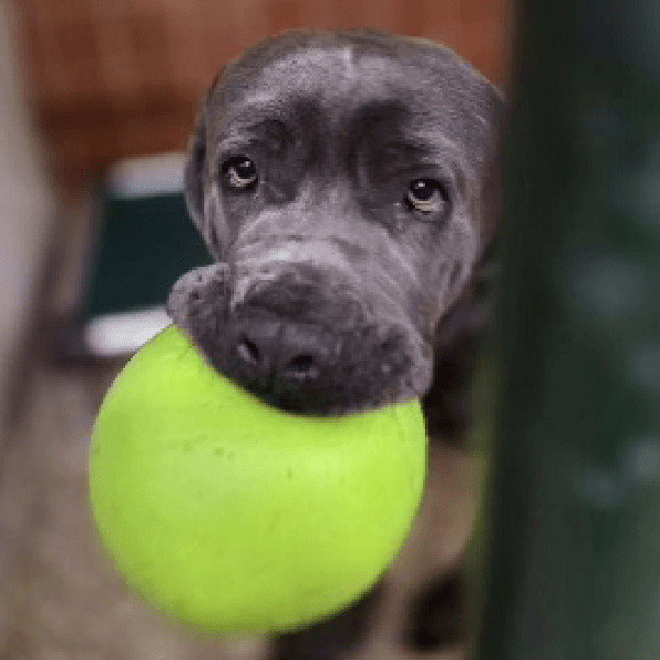 Lefty – 1.2 Year Old, Male